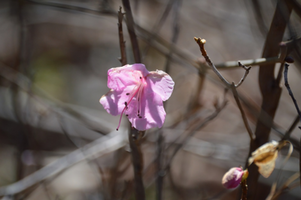 Rhododendron mucronulatum 'Cornell Pink'