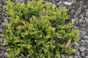 Juniperus horizontalis ' Gold Strike '