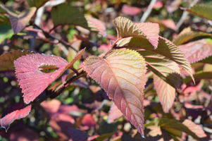 Viburnum plicatum f. pilcatum