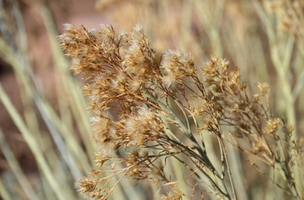 Ericameria nauseosa