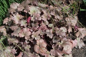 Heuchera 'Stainless Steel'