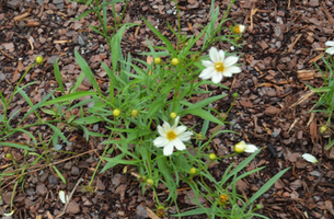 Coreopsis 'Cosmic Evolution