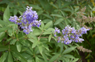 Vitex agnus-castus 'Shoal Creek'