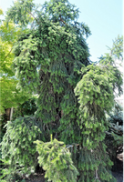 Abies alba 'Green Spiral'