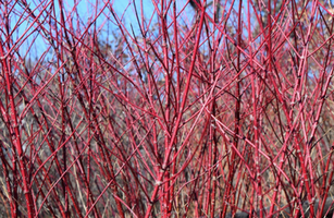 Cornus sanguinea 'Midwinter Fire'