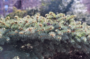 Picea pungens 'Montgomery'