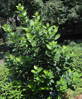 Calycanthus floridus 'Michael Lindsey'