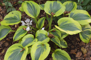 Hosta 'Autumn Frost'