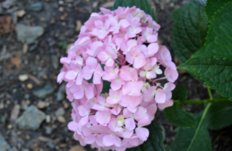 Hydrangea macrophylla 'Robert'