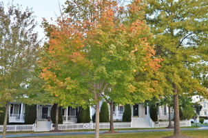 Acer rubrum