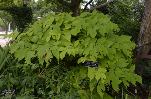 Aralia cordata 'Snow King'