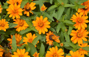 Zinnia marylandica 'Zahara Sunburst'