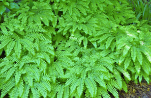 Adiantum pedatum