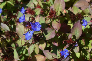 Ceratostigma plumbaginoides