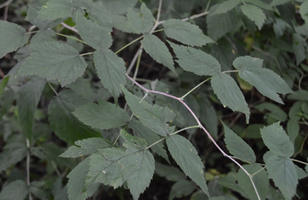 Rubus idaeus