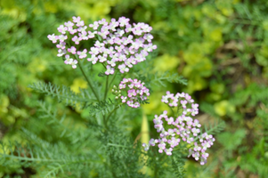 Achillea millefolium 'Oertel's Rose'