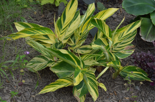 Alpinia zerumbet 'Variegata'