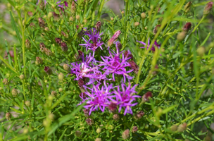 Vernonia lettermannii 'Iron Butterfly'