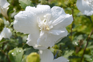 Hibiscus syriacus 'White Chiffon'