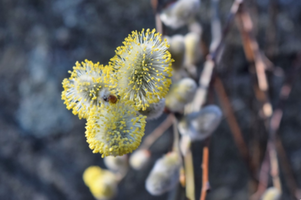 Salix caprea 'Kilmarnock'