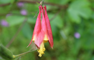 Aquilegia canadensis