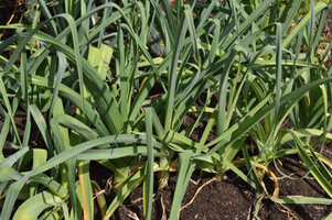 Allium ampeloprasum var. Porrum