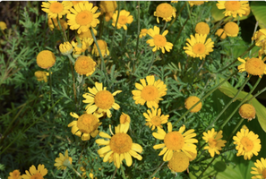 Anthemis tinctoria