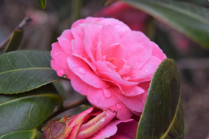 Camellia japonica 'April Kiss'