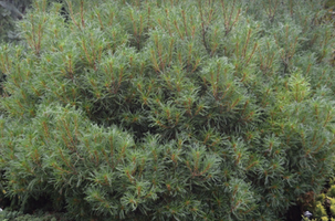 Pinus strobus 'Mini Twists'