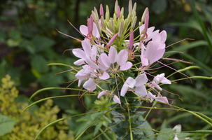 Cleome hassleriana 'Rose Queen'