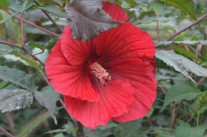 Hibiscus 'Midnight Marvel'