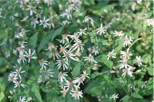 Eurybia divaricata 'Eastern Star'