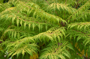 Rhus typhina 'Tiger Eyes'