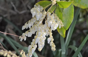 Pieris ‘Bert Chandler’