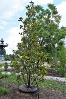 Magnolia grandiflora 'Claudia Wannamaker'