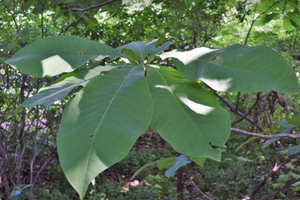 Magnolia tripetala