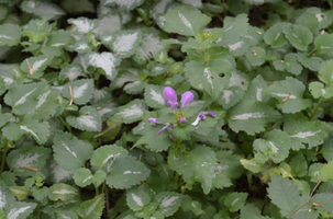 Lamium maculatum 'Purple Dragon'