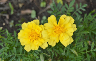 Tagetes patula 'Alumia Vanilla Cream'