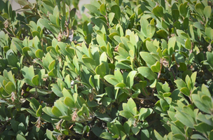 Arctostaphylos x coloradensis 'Panchito'