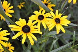 Rudbeckia fulgida 'Blovi'