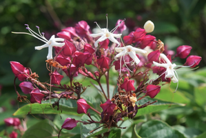 Clerodendrum trichotomum