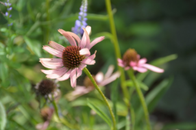 Echinacea tennesseensis 'Rocky Top'