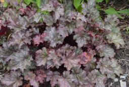 Heuchera 'Amethyst Myst'