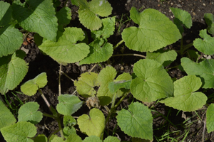 Lunaria annua