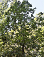 Quercus muehlenbergii