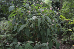 Hydrangea aspera 'Macrophylla'