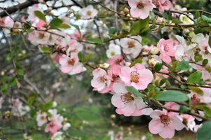 Chaenomeles speciosa 'Toyo-Nishiki'