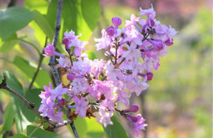 Syringa hyacinthiflora 'Evangeline'