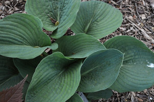 Hosta sieboldiana 'Elegans'