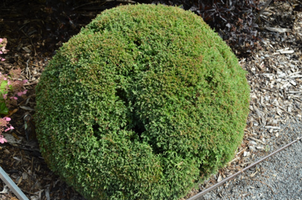 Thuja occidentalis 'Sherwood Moss'